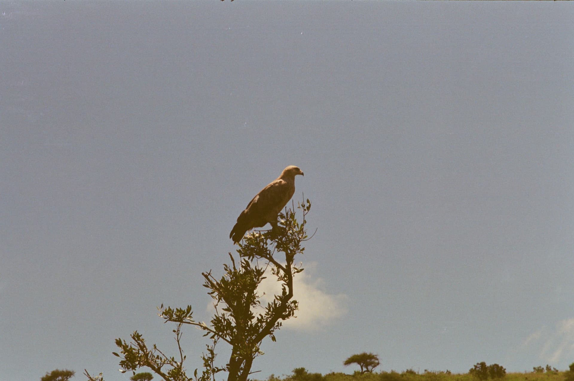 A rhino observed from a field vehicle during a conservancy visit