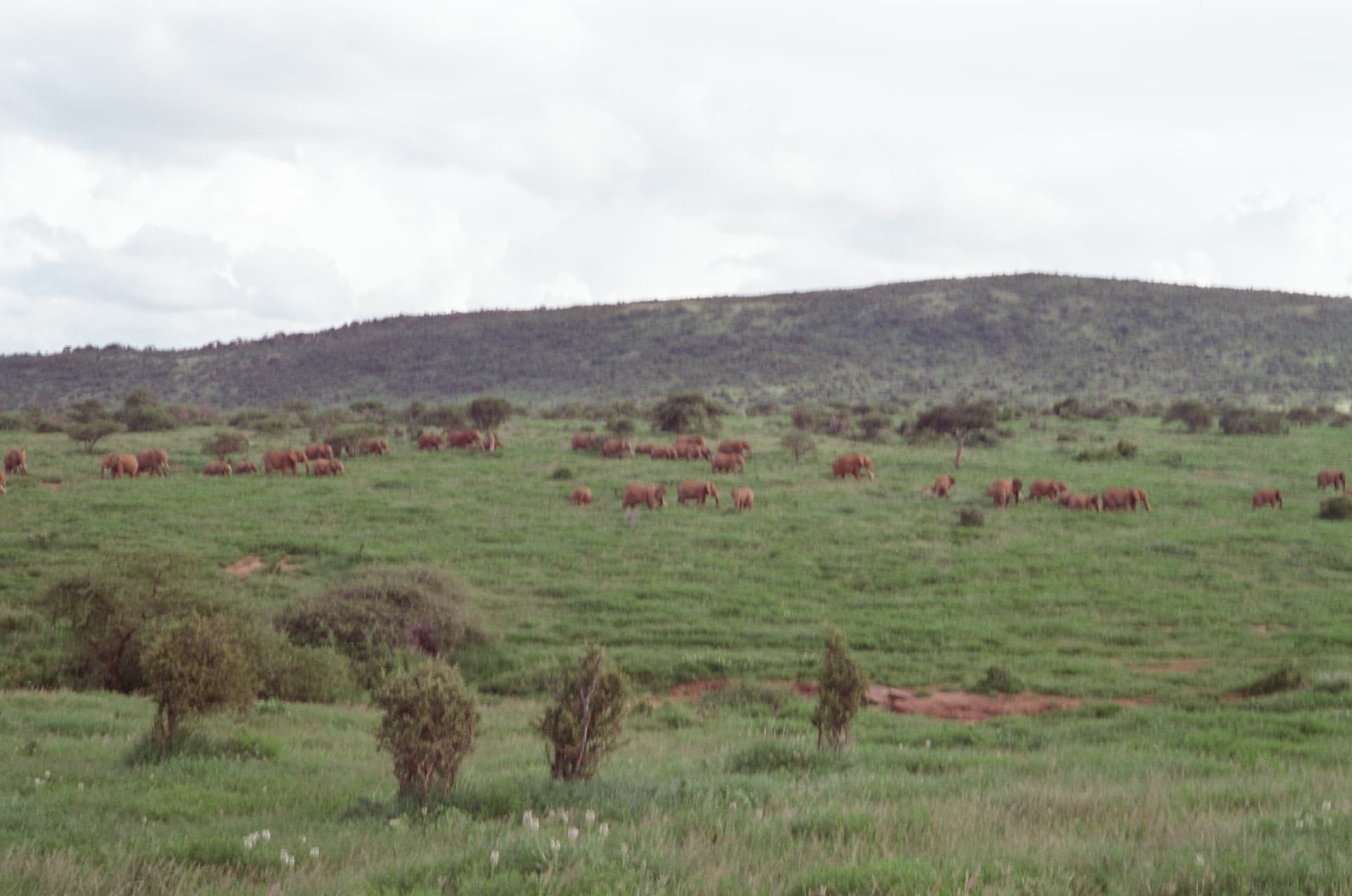 A Grevy's zebra on conservancy rangeland